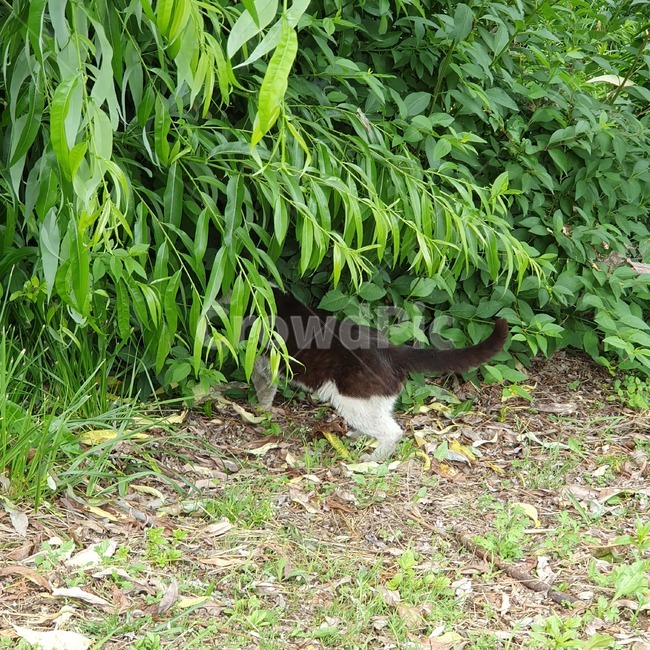 고양이,동물,cat,길고양이,숨는모습,풀숲,검정고양이,고양이걷는모습