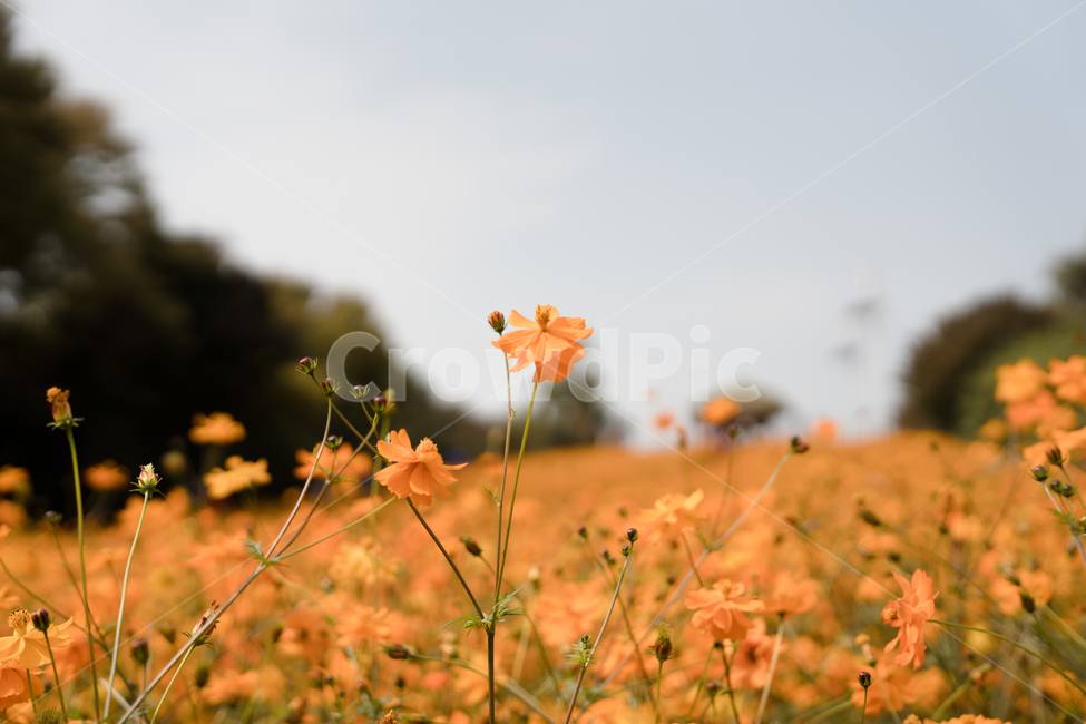 코스모스,황화코스모스,주황색,꽃,자연,풍경,가을,계절,fall,autumn,season,식물,자연,plants,nature,꽃,flower,plant