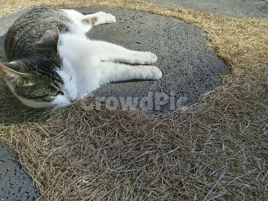 길고양이,cat,road,sleepy,ground,동물,animal,포유류,mammal,고양이,cat,kitten,kitty