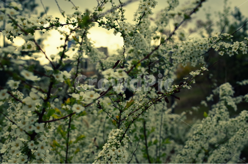 풍경,꽃,노을,봄,저녁,식물,자연,plants,nature,꽃,flower
