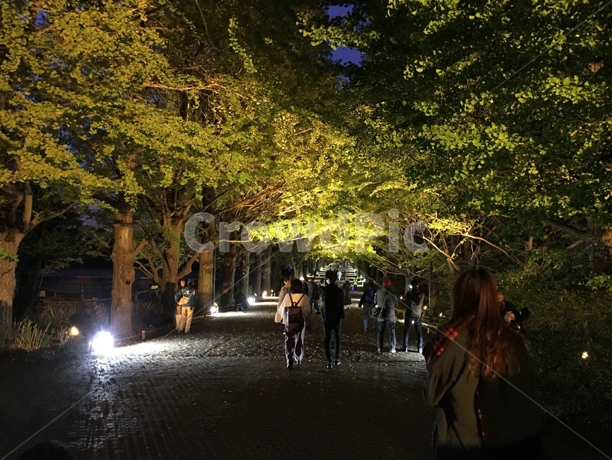 나무,tree,식물,pedestrian,자연,은행나무,공원,일본