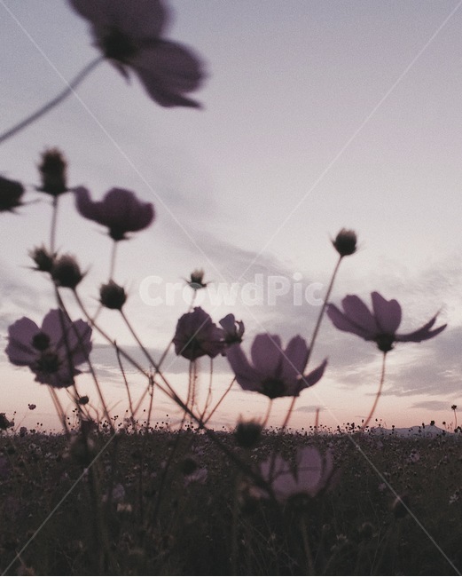 꽃,저녁노을,하늘,정원,가을,캘리그라피배경,감성,식물,자연,plants,nature,꽃,flower