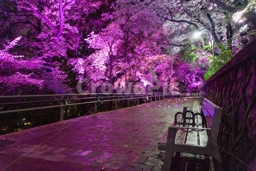 자유공원,산책,야경,벤치,공원,의자,bench,chair,prak,길,산길,숲,숲길,오솔길,수풀,나무,자연,led,조명,tree,통행로,path,nature