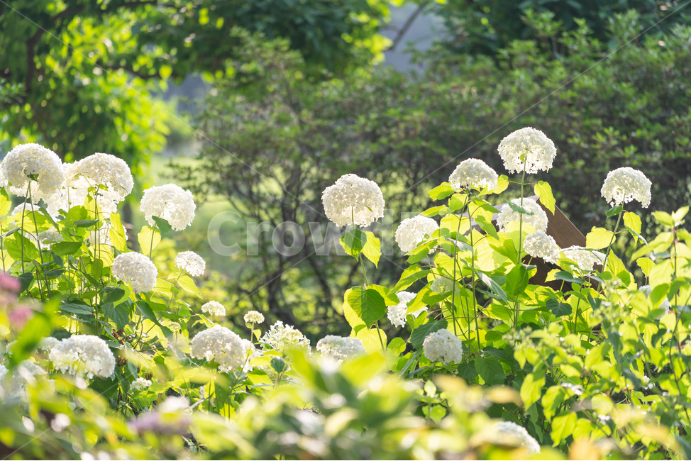 수국,자연,꽃,꽃밭,flowers,natural,식물,자연,plants,nature,꽃,flower,휴식,힐링,rest,relaxation,healing