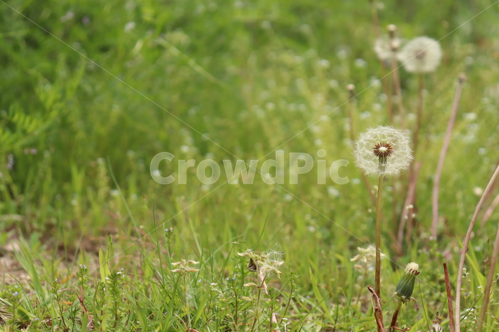 민들레,봄,민들레홀씨,봄꽃,dandelion