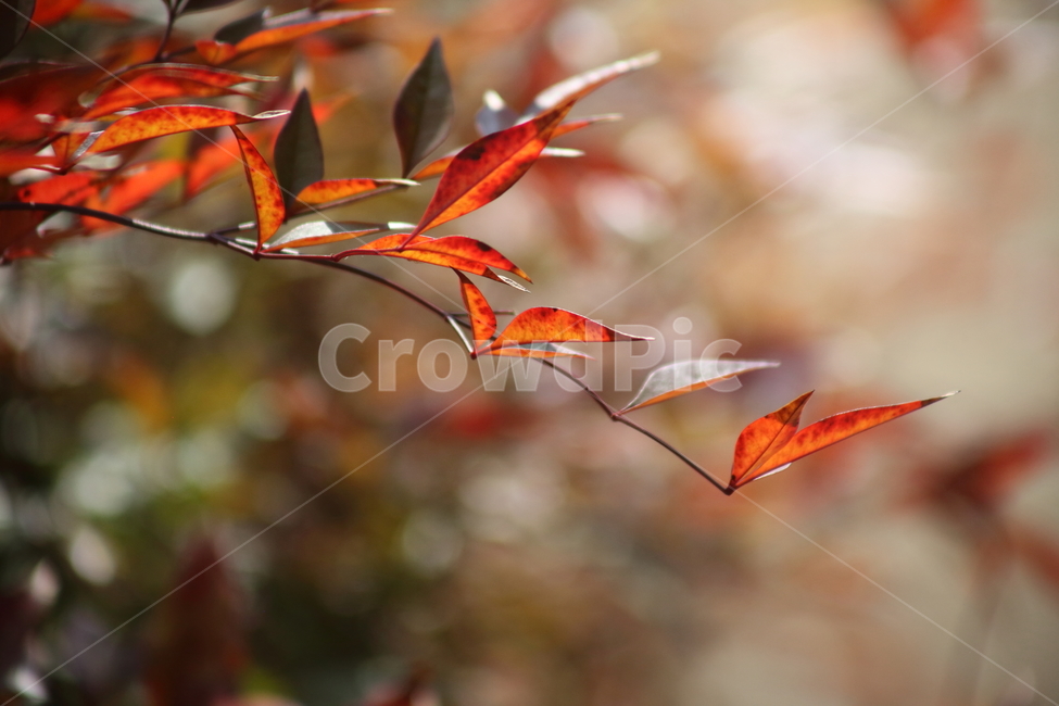 단풍,남천,식물,nandina,redleaves,식물,자연,plants,nature