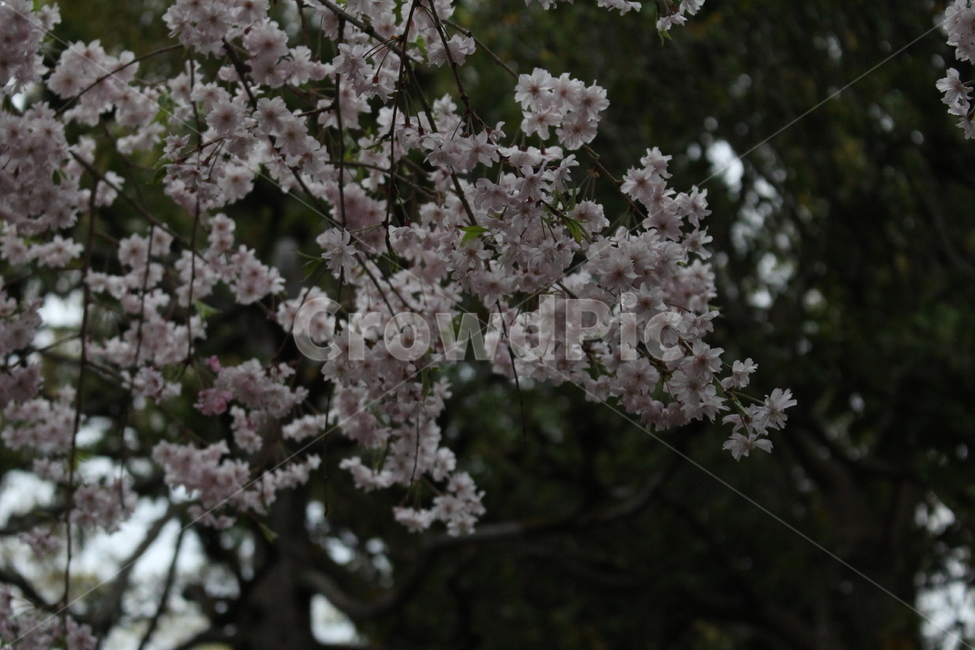 plant,식물,blossom,flower,꽃,cherryblossoms,벚꽃,밤벚꽃