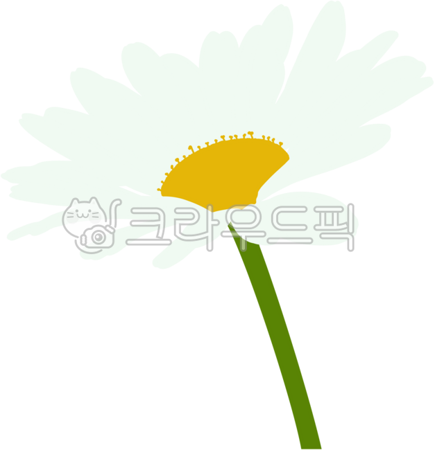 Wild chrysanthemum,flower,autumn flower,fall,daisy,wild chrysanthemum drawing,wild chrysanthemum illustration,wild chrysanthemum illustration,wild chrysanthemum hand drawing,hand drawing illustration,illustration,fall background,chrysanthemum