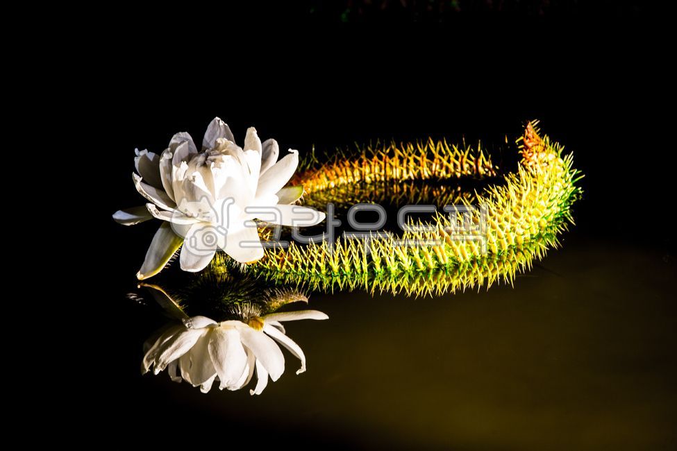 flower,꽃,꽃잎,연꽃,호수,반영,빅토리아연