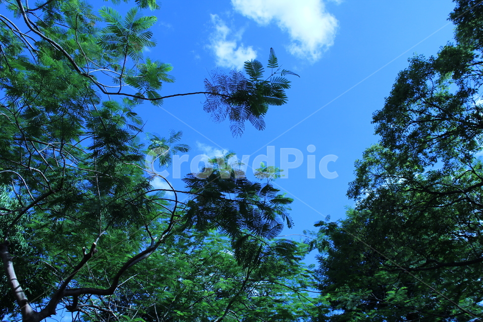 tree,나무,plant,식물,하늘,구름,푸르름,나무,trees,wood