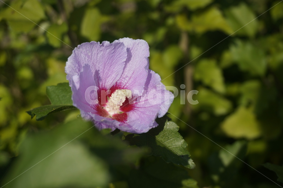 꽃,무궁화,한국,대한민국,식물,photography,flower,korea,국화