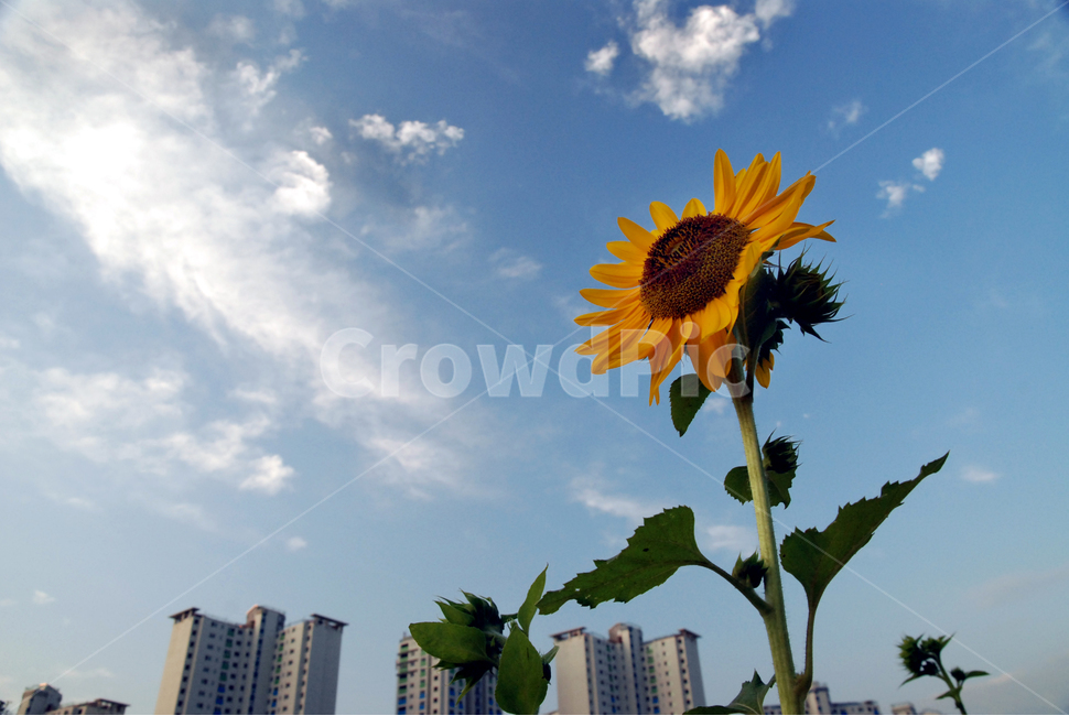 해바라기,가을,가을꽃,노랑꽃,계절,가을하늘,여름,계절,summer,season,가을,fall,autumn,식물,자연,plants,nature,꽃,flower,plant
