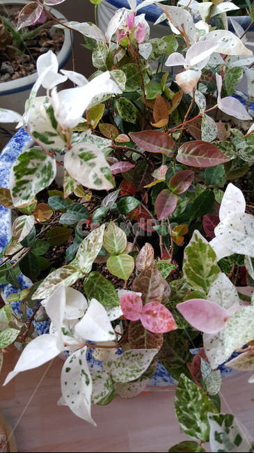 식물,화분,나뭇잎,흰색,붉은색,연두색,식물,자연,plants,nature,실내용화초,화분,화초,house plant
