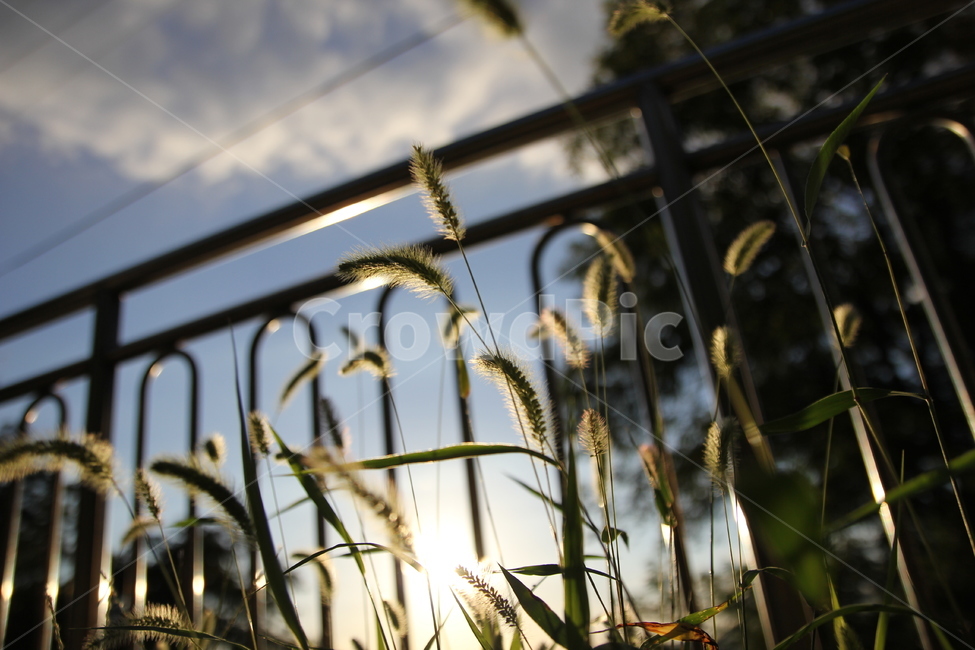 강아지풀,노을,해질녘,도시거리,잡초,식물,자연,plants,nature