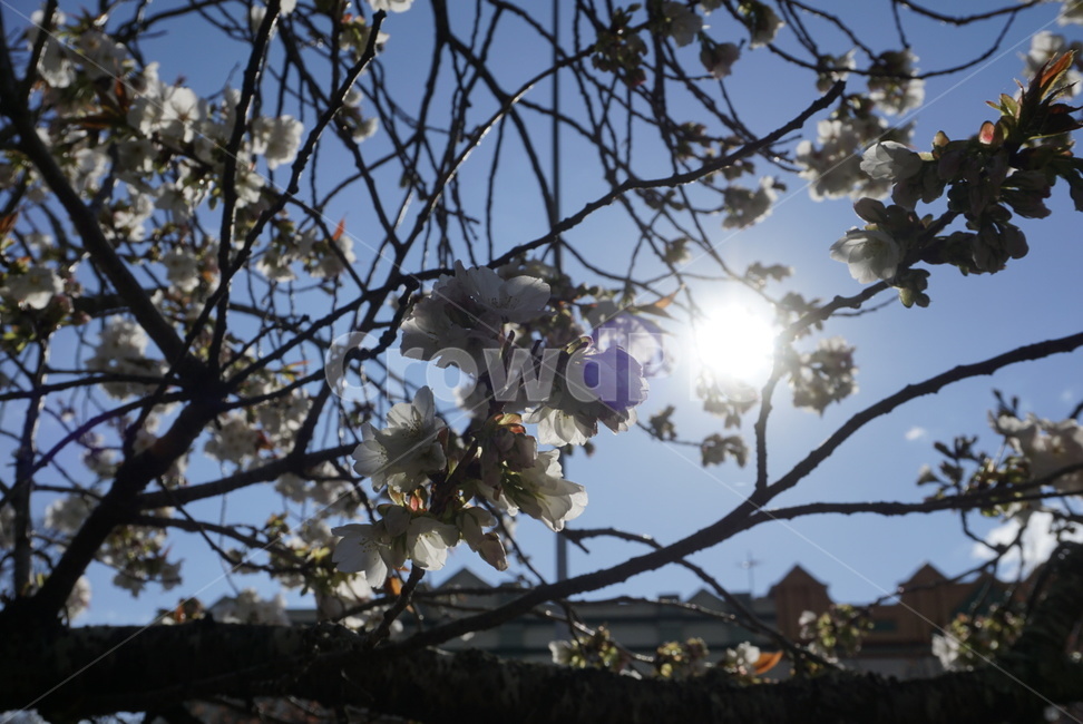 꽃,봄,자연,식물,햇살,자연,풍경,nature,landscape,light,빛,flare,플레어,plant,flower,blossom