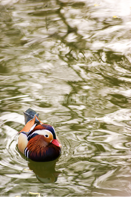 bird,새,animal,동물,원앙,mandarinduck,오리과,동물,animal,조류,새,birds