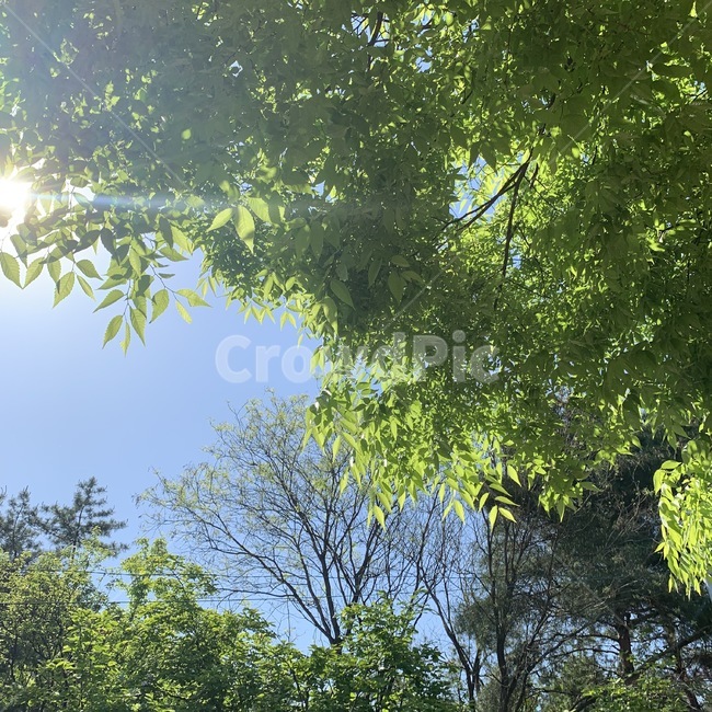 나무,초록색,하늘,색감,화창한