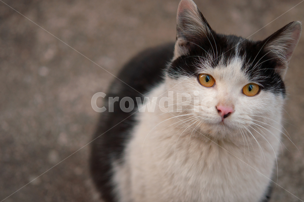 귀여운,수염,털,야생,배경,포유류,고양이,동물,애완동물,cute,beard,fur,wild,background,mammals,cats,animals,pets,동물,animal,포유류,mammal,고양이,cat,kitten,kitty