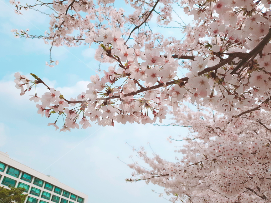 벚꽃,봄,하늘,계절,나무,cherryblossom,spring,blossom,핑크색,분홍색,연분홍색,벚나무,pink,sky,예쁜,tree,벚꽃축제,flower,beautiful,식물,season,자연,감성,봄,계절,spring,season,plant,꽃,cherry blossom