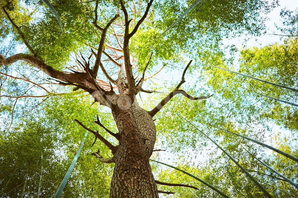 tree,나무,plant,식물,treetrunk,나무줄기,나무,trees,wood