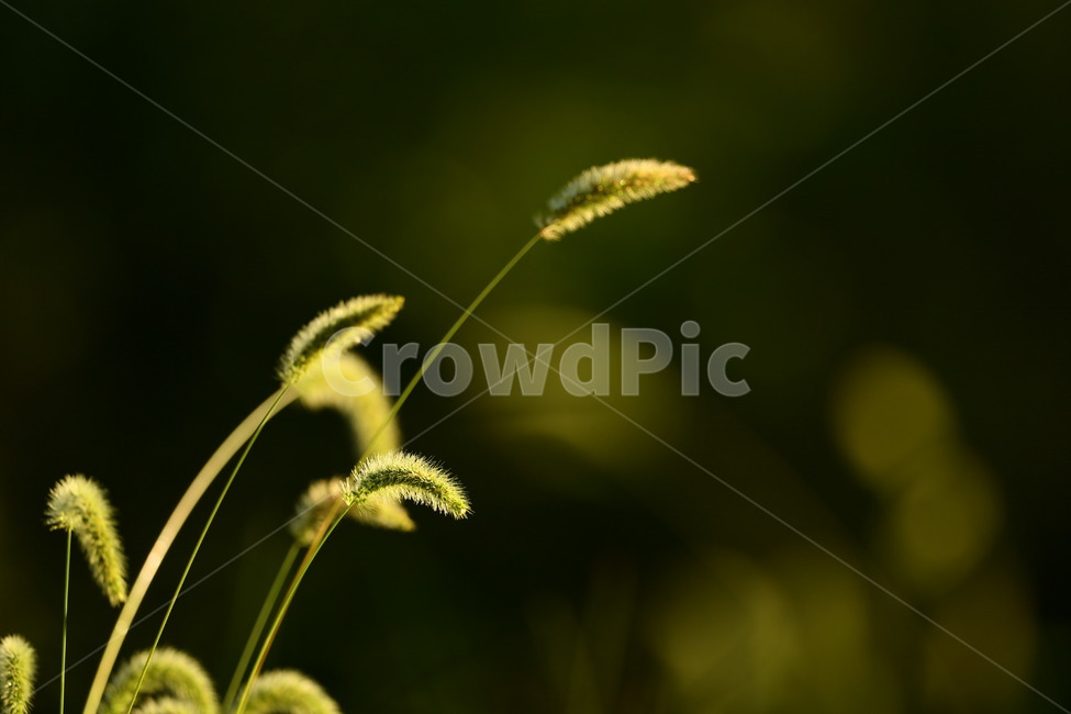 자연,꽃,가을,아침,이슬,식물,자연,plants,nature