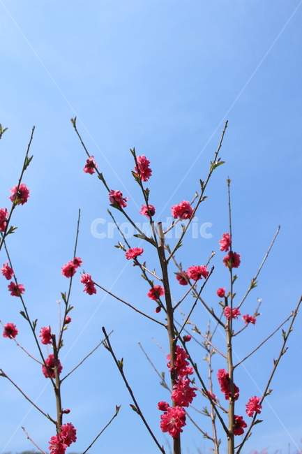 꽃,식물,자연,하늘,flower,sky