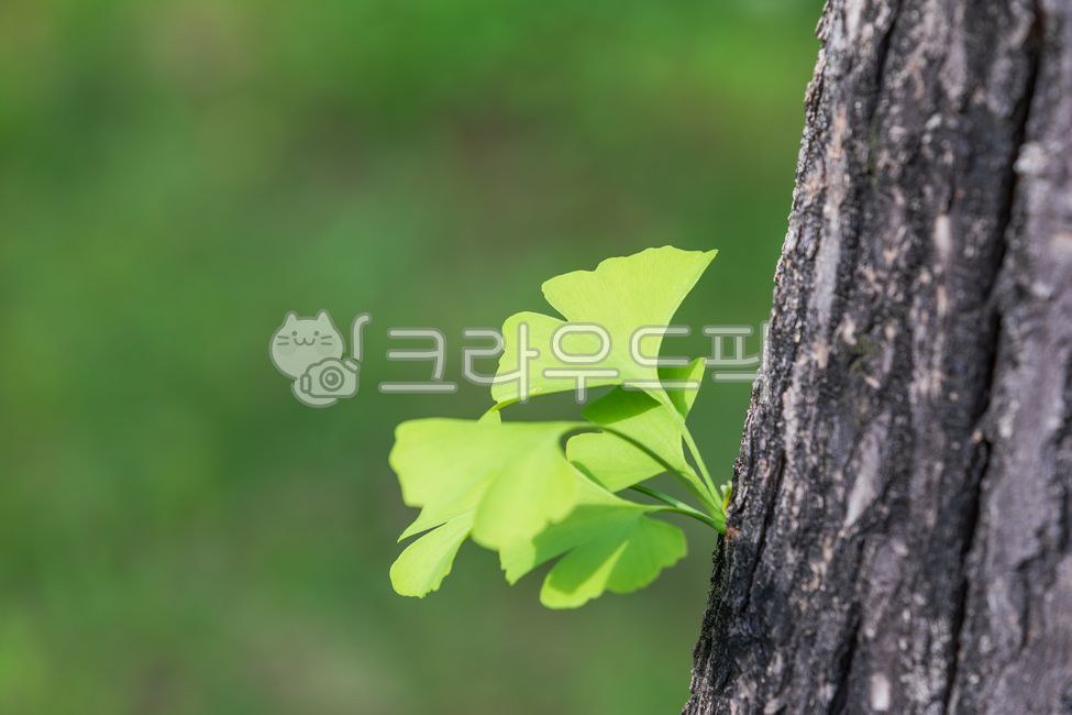 초록색,은행잎,은행나무,나무줄기,부채꼴,차상맥,잎,나무,암수딴그루,겉씨식물,낙엽성교목,식물,자연,야외,따듯한,햇살