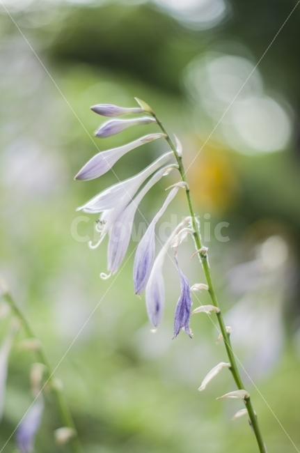 꽃,식물,꽃사진,풍경,봄,식물,자연,plants,nature,꽃,flower