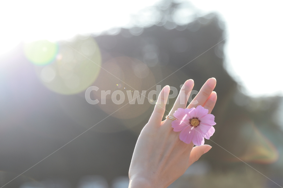 코스모스,여자손,꽃,보케,가을,플레어,빛,가을,계절,fall,autumn,season,꽃,flower,감성,sensible,feeling,휴식,힐링,rest,relaxation,healing,plant,식물