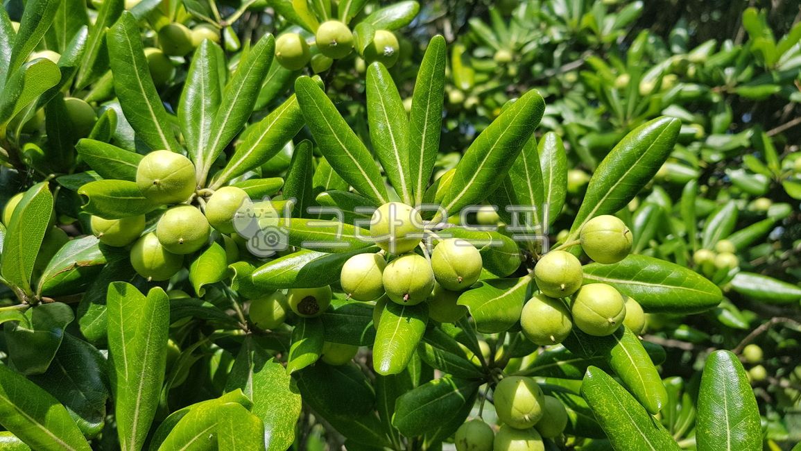 똥나무,돈나무열매,열매,돈나무,돈나무잎,초목,나무,잎,이파리,약용식물,관상수,상록관목