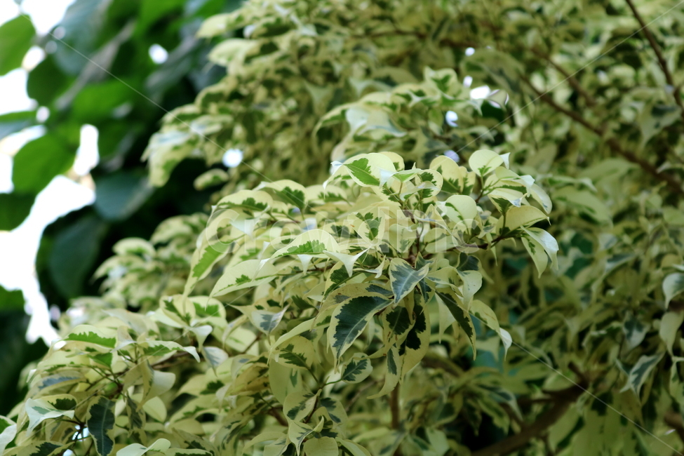 benjamin,nature,plant,Air purifying plants,tree,benjamin tree,Benjamins Rubber Tree,evergreen shrub,rubber tree,Moraceae,Botanical garden