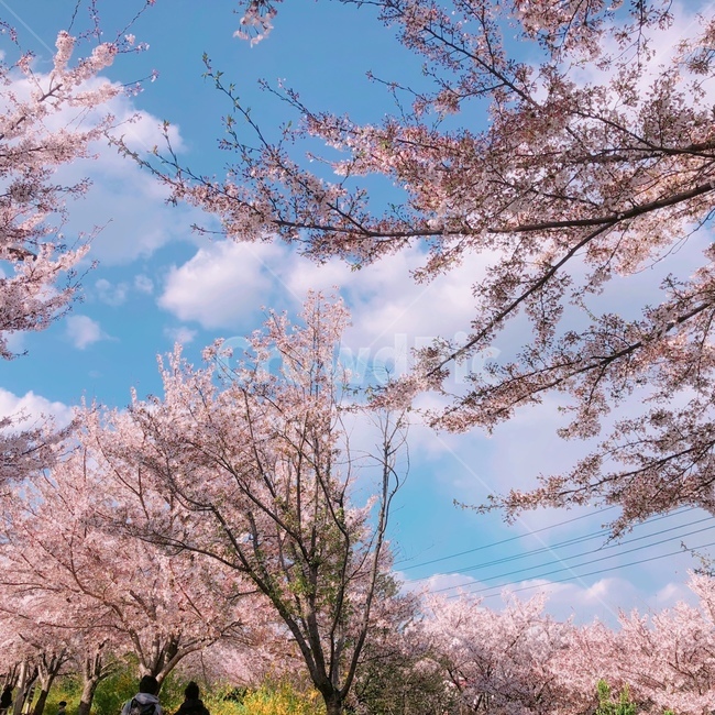 구름,자연,하늘,푸른하늘,풍경,벚꽃,꽃,봄꽃,벚꽃풍경,봄,계절,spring,season,plant,식물,blossom,cherry blossom,flower