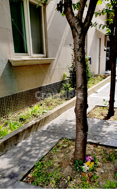 ground,바닥,plant,식물,tree,나무,가짜꽃,조화,path,통로,식물,자연,plants,nature