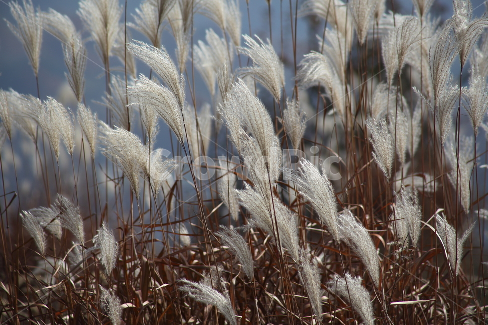 억새,꽃,식물,가을,flamegrass,가을,계절,fall,autumn,season,식물,자연,plants,nature,plant,grass,잔디,lawn