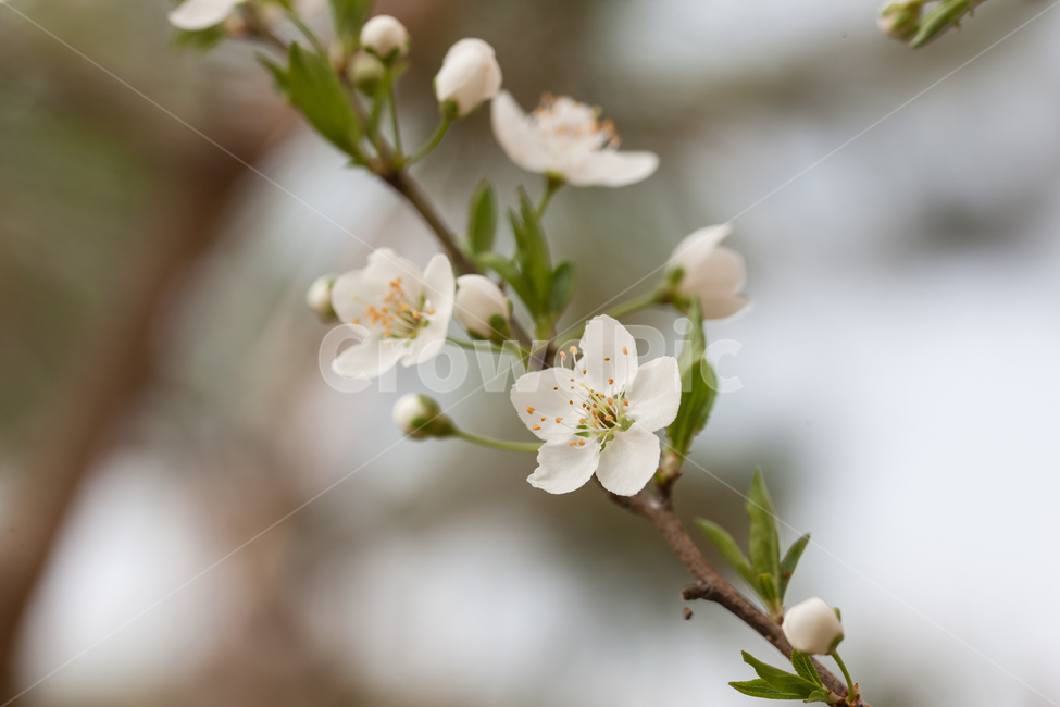 flowers,꽃,봄,spring,botanical,봄,계절,spring,season,식물,자연,plants,nature,꽃,flower,plant,blossom