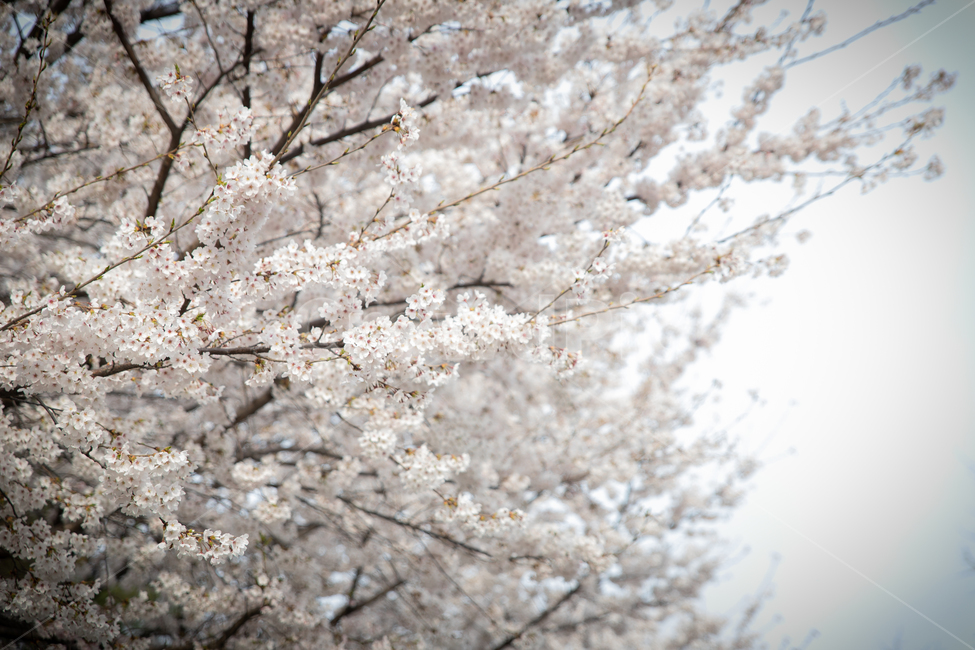봄,spring,벗꽃,cherrytree,서울,korea,송파,봄,계절,spring,season,plant,식물,flower,꽃,blossom