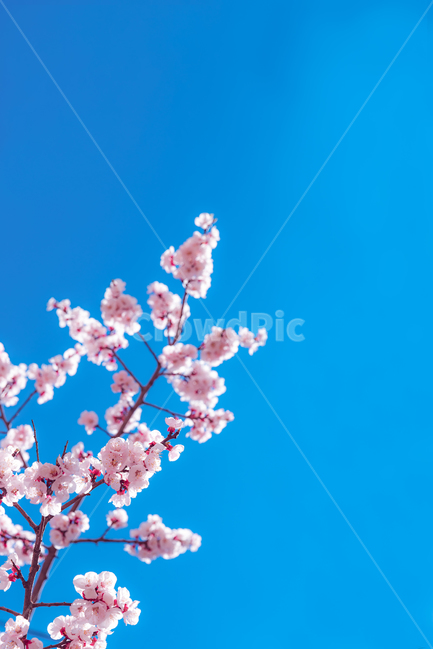 plant,식물,풍경,하늘,감성사진,벚꽃,꽃,follow