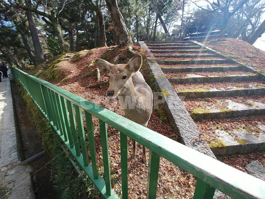 사슴,사슴공원,동물,눈망울,숲,숲속,공원,눈부신,deer,deerpark,narapark,animal,atearinones,forest,garden,park,gardenpark,dazzling,나라공원