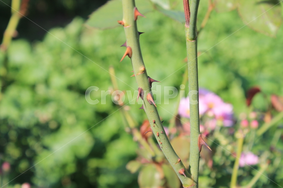 가시,가지,나뭇가지,식물,thorn,branch,plant,식물,자연,plants,nature,꽃,flower