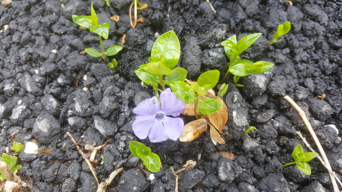 들꽃,생명력,인내,의지,시골,plant,아스팔트,희망,원예,식물