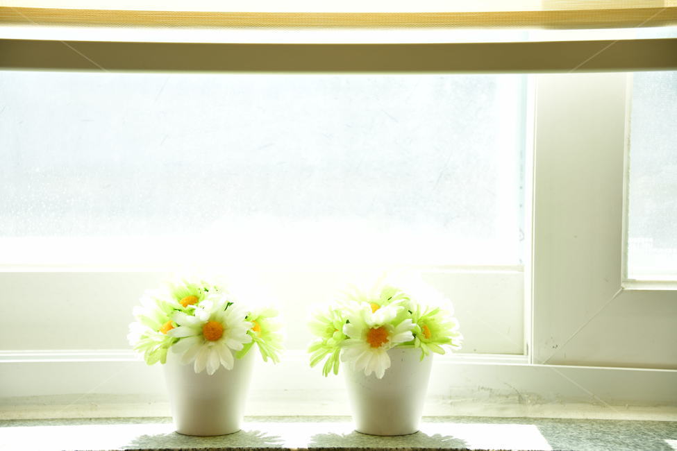 식물,plant,꽃,flower,봄