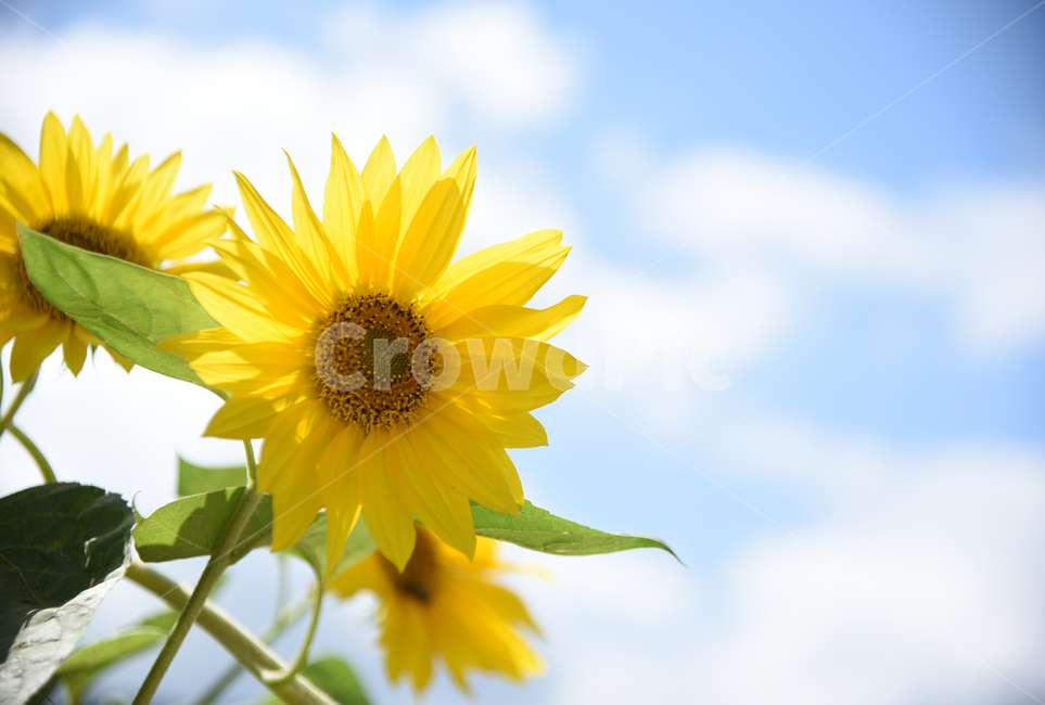 해바라기,노란색,꽃,가을,하늘,구름,자연,식물,plant,blossom,flower,nature,yellow,여름,계절,summer,season,식물,자연,plants,nature,꽃,flower
