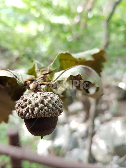 상수리,도토리,열매,자연,acorn,nature,과일,열매,fruit