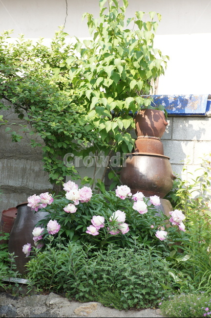 장독,꽃,나무,분홍색,향기,식물,자연,plants,nature,꽃,flower