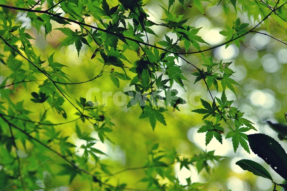 빛,단풍,maple,단풍나무,나무,햇빛,sunshine,tree,식물,자연,plants,nature