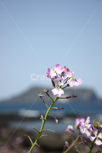 plant,식물,blossom,꽃,flower,성산,산책,봄,제주도,성산일출봉