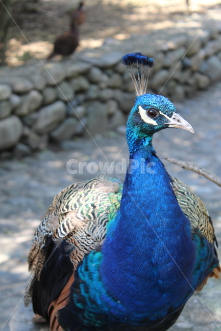 peacock,zoo,peahen,공작,animal,동물,bird,새,동물원,조류,화려한,형형색색,아름다운,colorful,beautiful,동물,animal,조류,새,birds