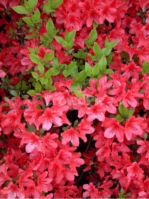 철죽,꽃,봄,식물,계절,진달래과,낙엽관목,개꽃나무,관상용,조경용