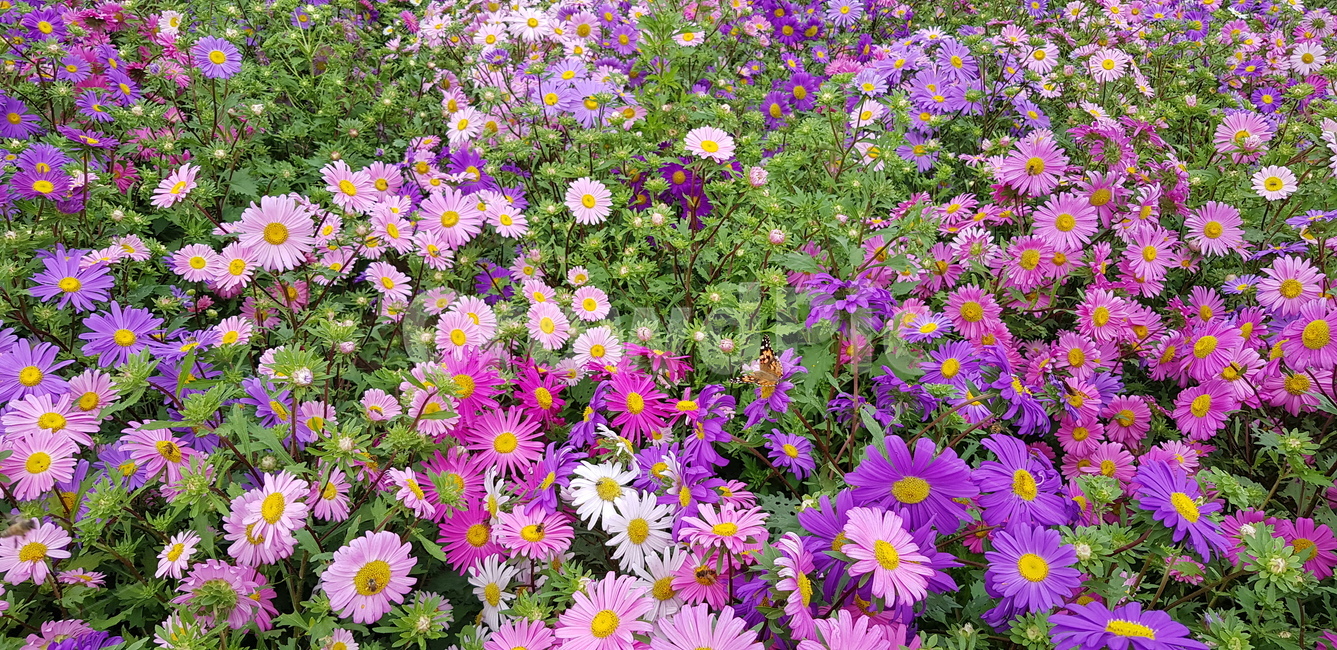 가을,꽃,꽃축제,들국화,국화,식물,자연,plants,nature,꽃,flower