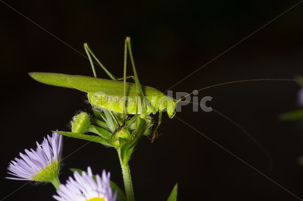 가을,귀뚜라미,곤충,접사,매크로,beauty,macro,closeup,확대,cricket,insect,fall,autumn,여치,벌레,가을곤충,여름곤충,여름,동물,animal,곤충,벌레,insect,bug